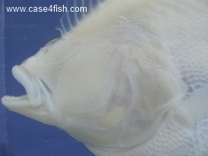 Foto Galerie/Pleuronectiformes/Limanda limanda/Limanda limanda_07_S.jpg